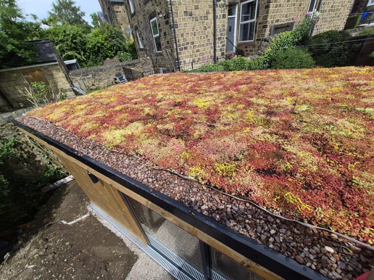 Sedum