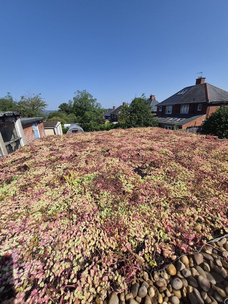 large sedum
